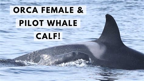 pilot whalw|pilot whale predators.